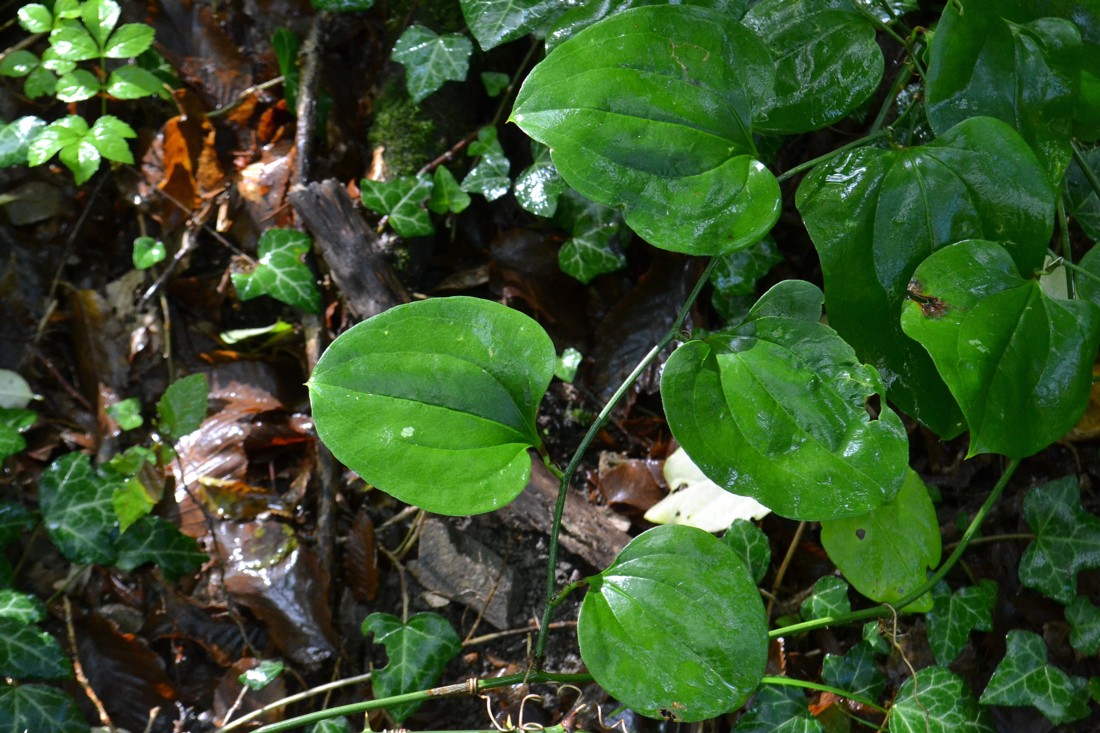 Image of Smilax excelsa specimen.