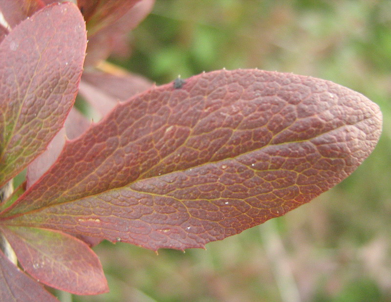 Image of genus Berberis specimen.