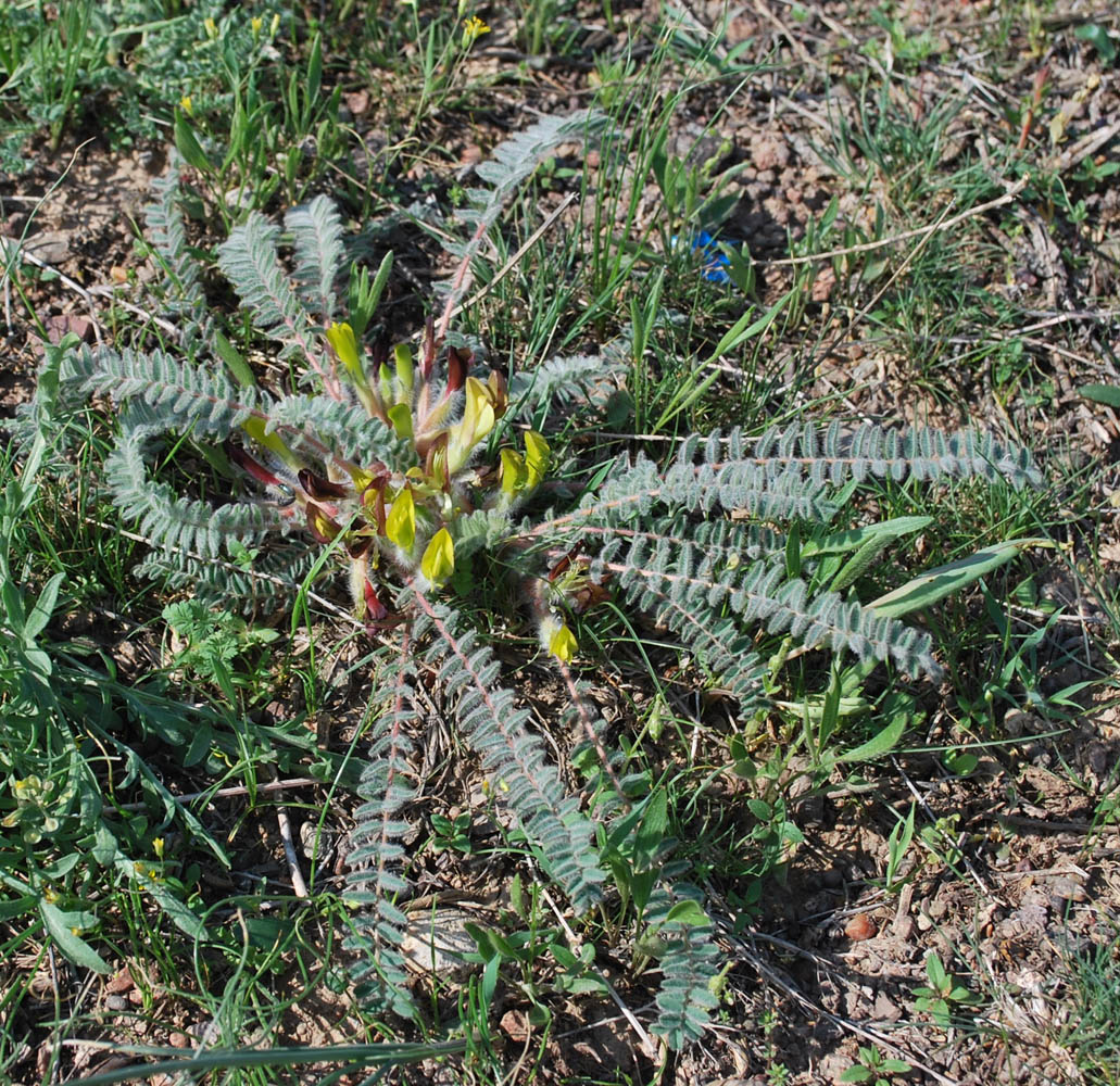 Изображение особи Astragalus atrovinosus.