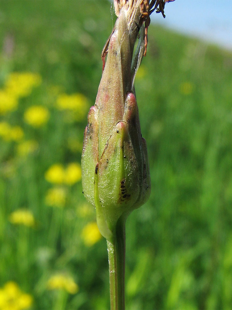 Image of Scorzonera purpurea specimen.