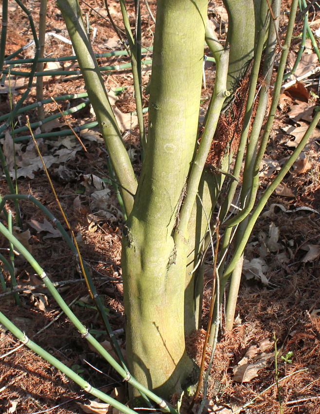 Image of Amelanchier laevis specimen.