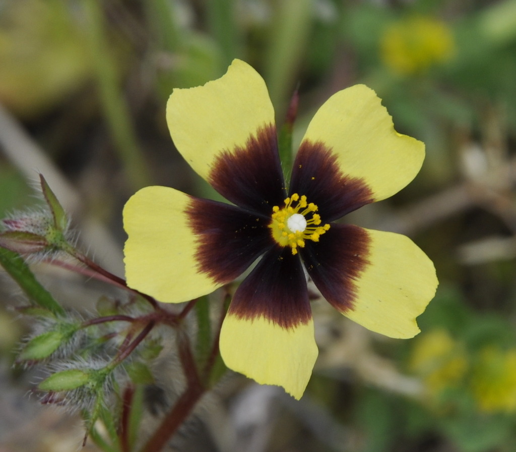 Image of Tuberaria guttata specimen.