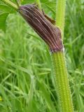 Heracleum sibiricum. Верхняя часть стебля и основание листа. Мурманская обл., Североморский р-н, окр. пос. Росляково, обочина дороги. 09.07.2009.