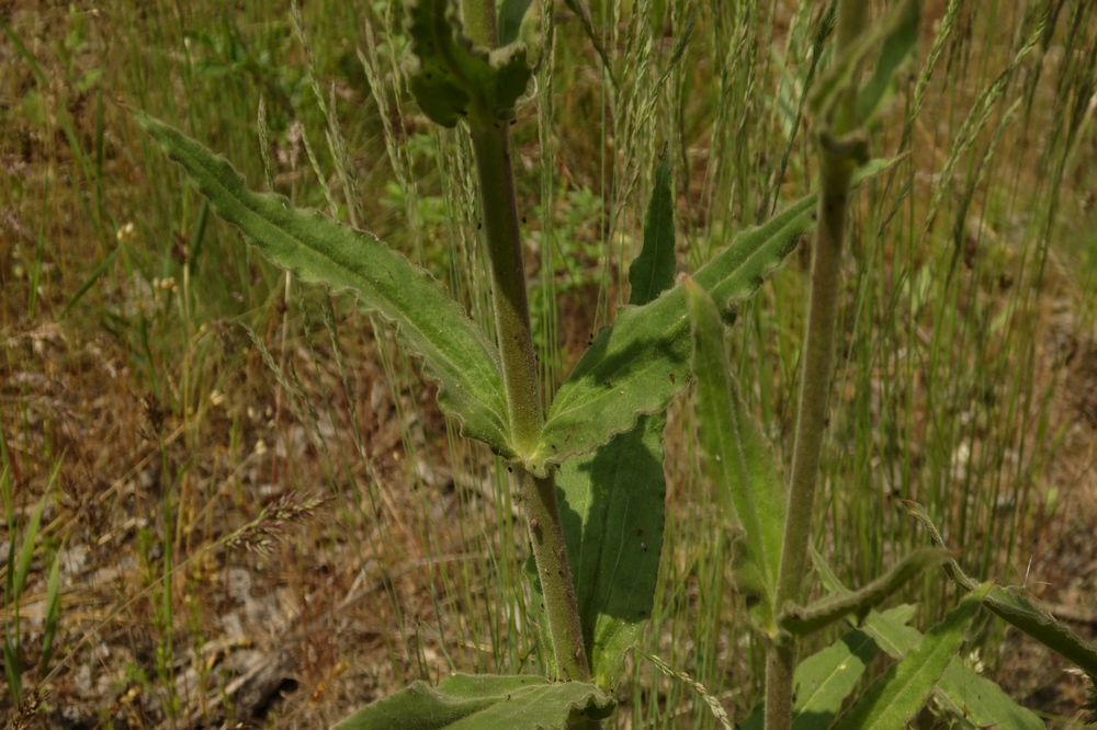 Image of Silene viscosa specimen.