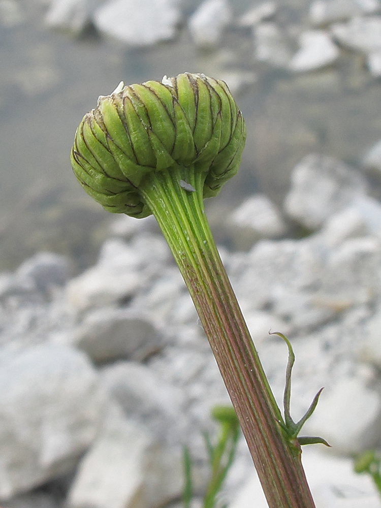 Изображение особи Leucanthemum vulgare.