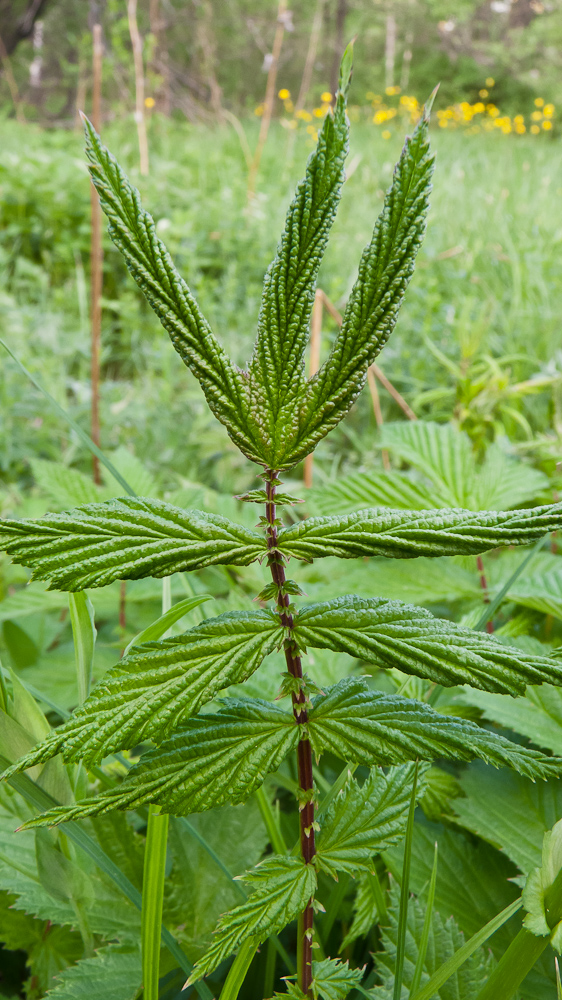 Image of Filipendula ulmaria specimen.