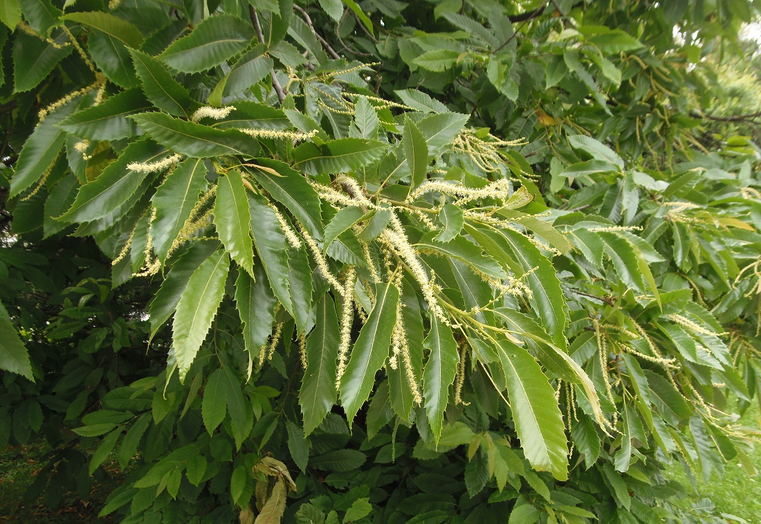 Image of Castanea sativa specimen.