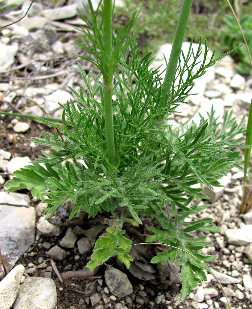 Image of Scabiosa bipinnata specimen.