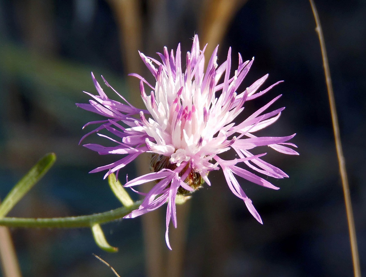 Image of Centaurea odessana specimen.