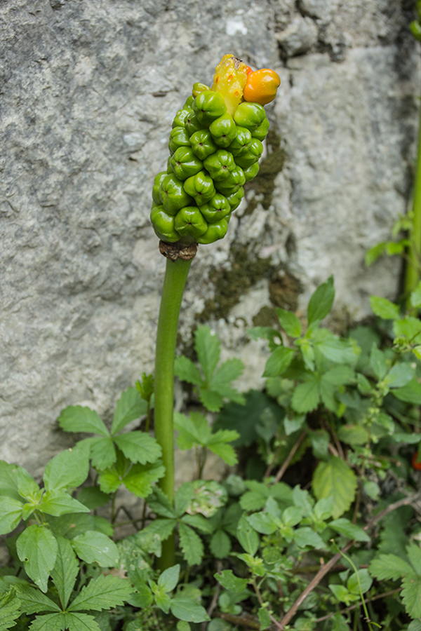 Image of genus Arum specimen.