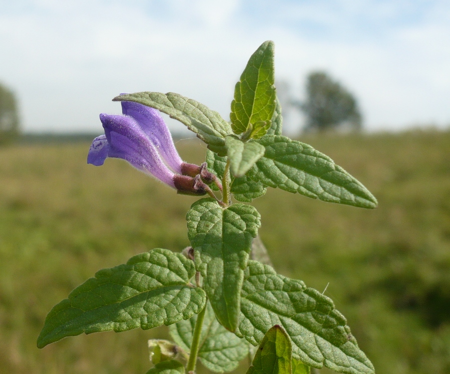 Image of Scutellaria galericulata specimen.