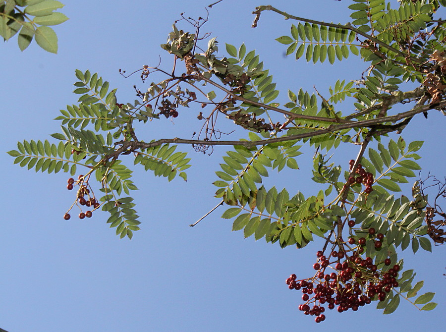 Image of genus Sorbus specimen.