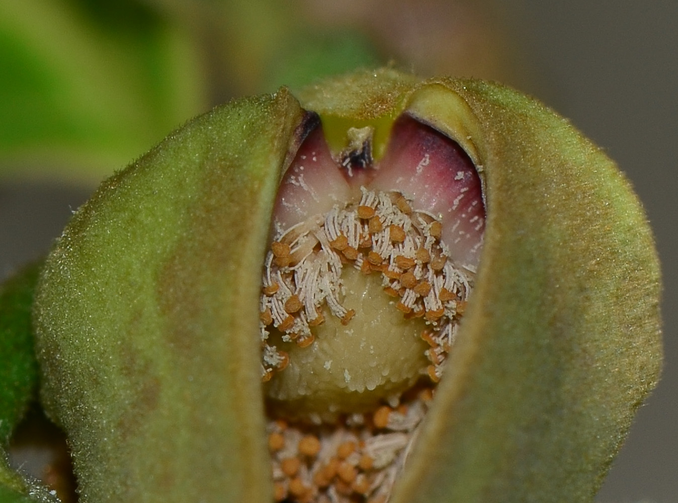 Image of Annona &times; atemoya specimen.