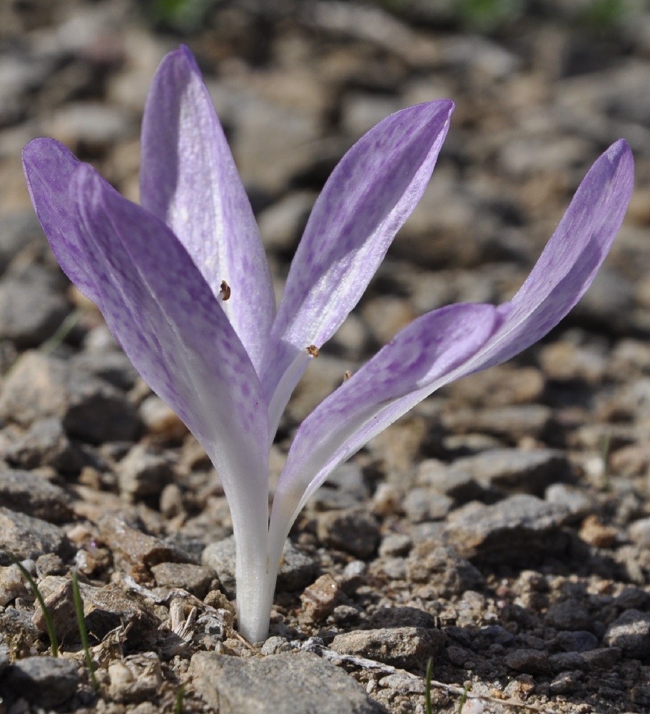 Image of Colchicum bivonae specimen.