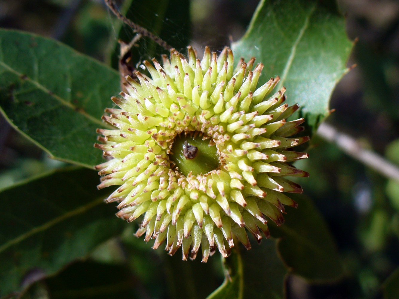 Image of Quercus calliprinos specimen.