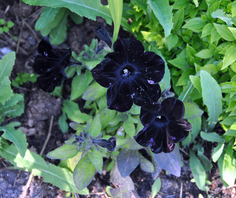 Изображение особи Petunia &times; hybrida.