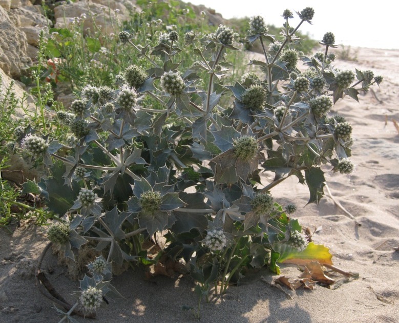 Изображение особи Eryngium maritimum.