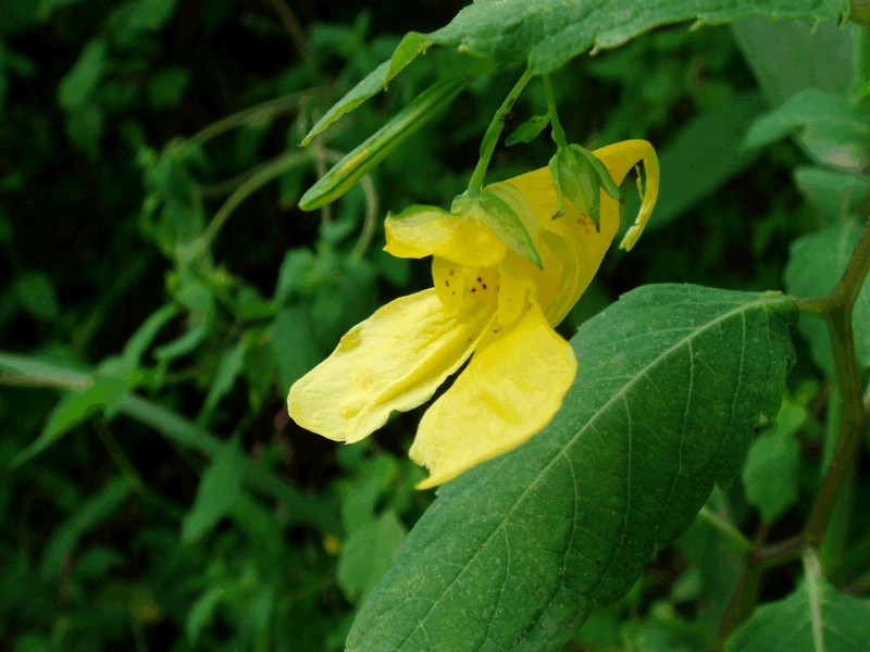 Image of Impatiens noli-tangere specimen.