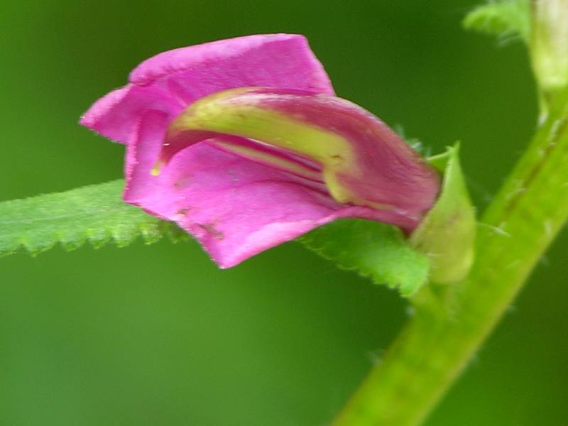 Image of Pedicularis resupinata specimen.