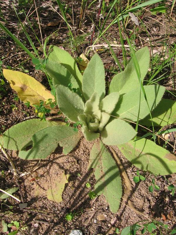 Изображение особи Verbascum thapsus.