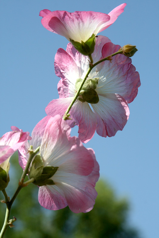 Image of Alcea litwinowii specimen.