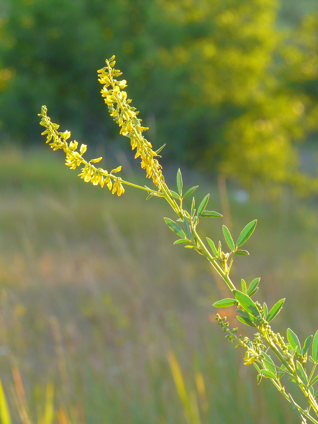 Image of Melilotus officinalis specimen.