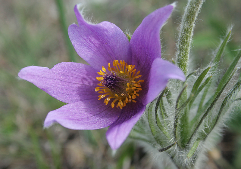 Image of Pulsatilla taurica specimen.