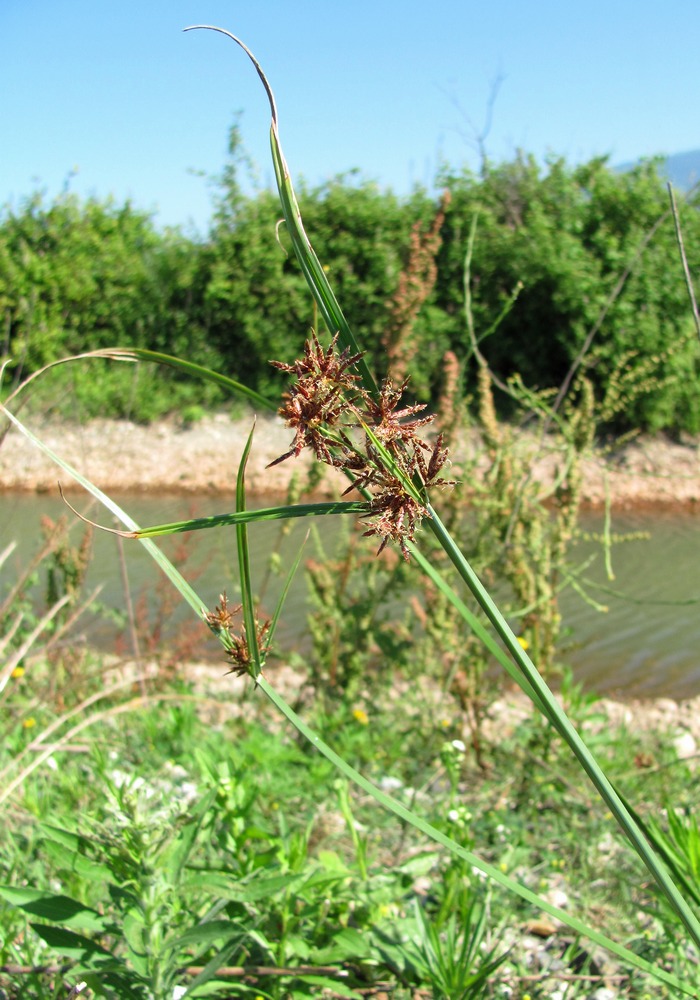 Изображение особи Cyperus badius.