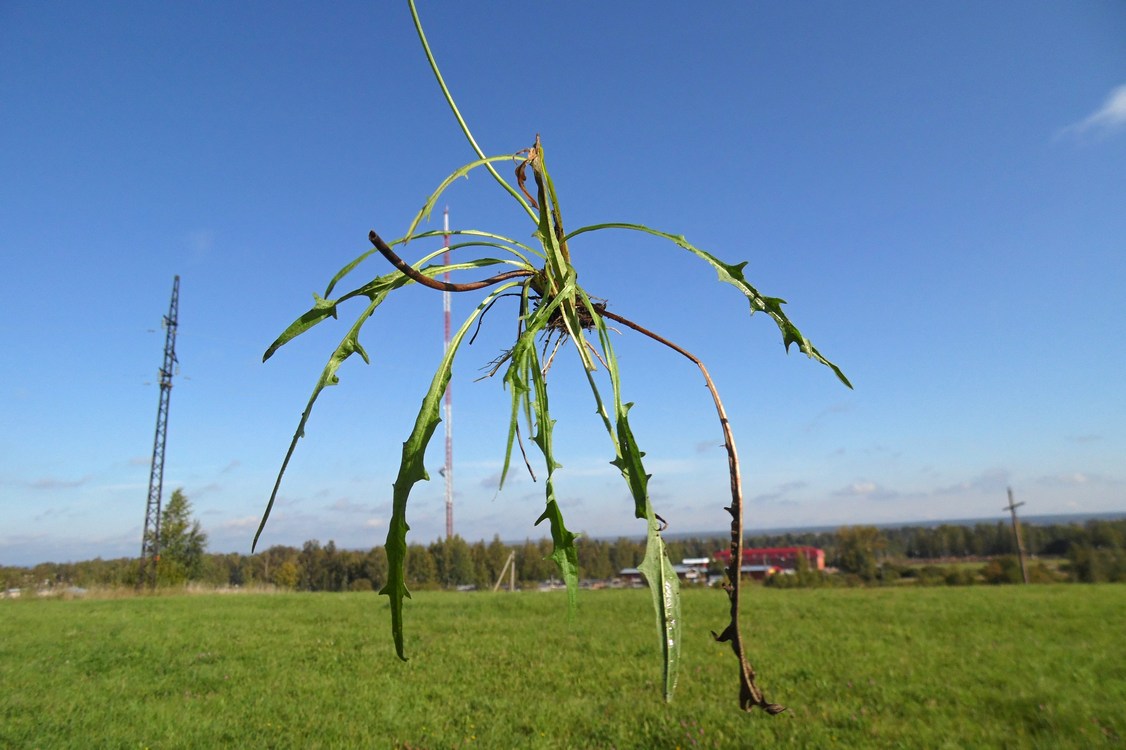 Изображение особи Scorzoneroides autumnalis.