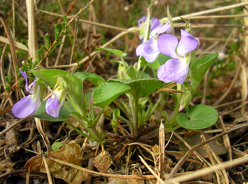 Изображение особи Viola rupestris.