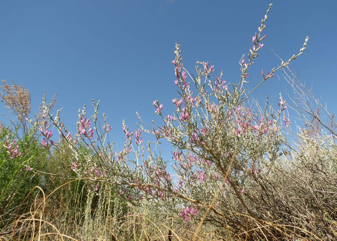 Image of Astragalus polyceras specimen.