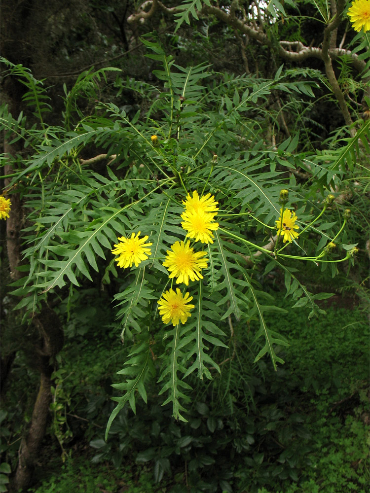 Изображение особи Sonchus canariensis.