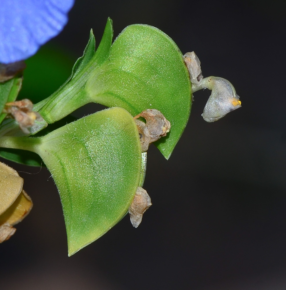 Изображение особи Commelina erecta.