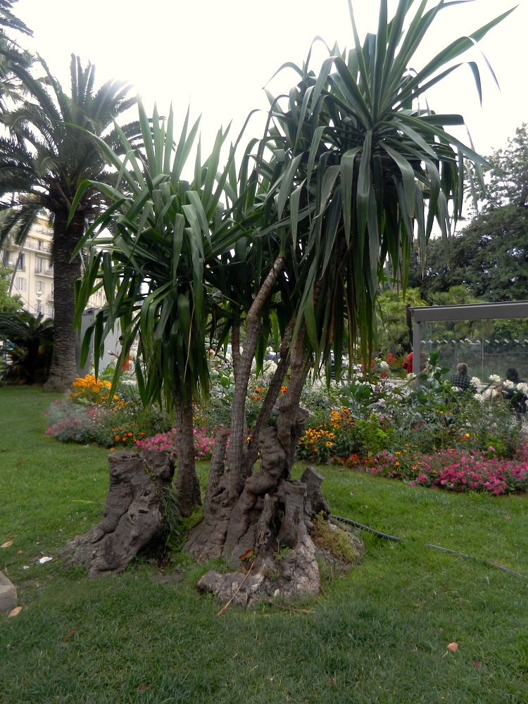 Image of Dracaena arborea specimen.