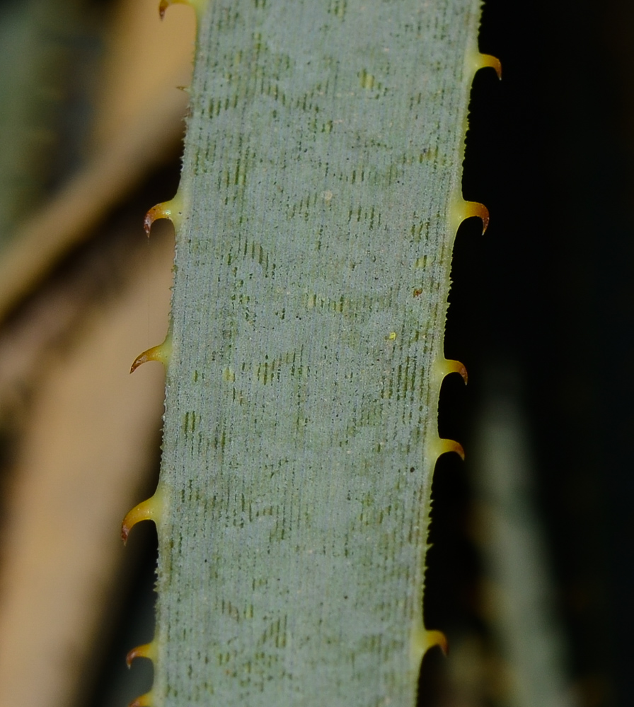 Image of Dasylirion wheeleri specimen.