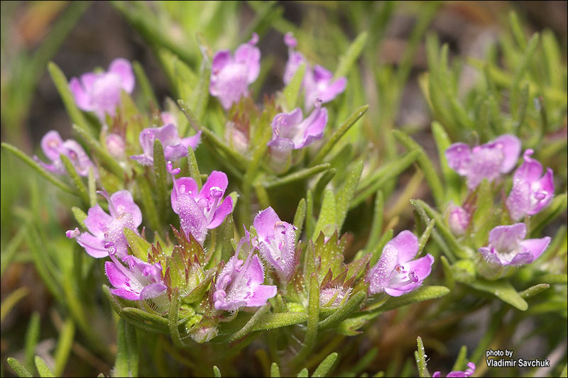 Изображение особи Thymus tauricus.