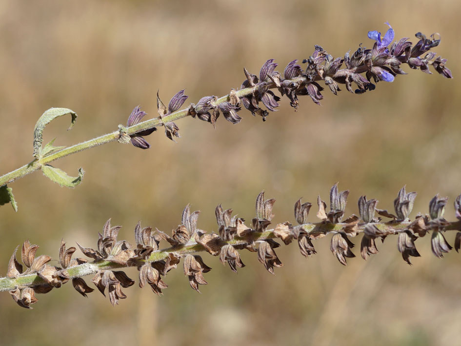 Image of Salvia deserta specimen.