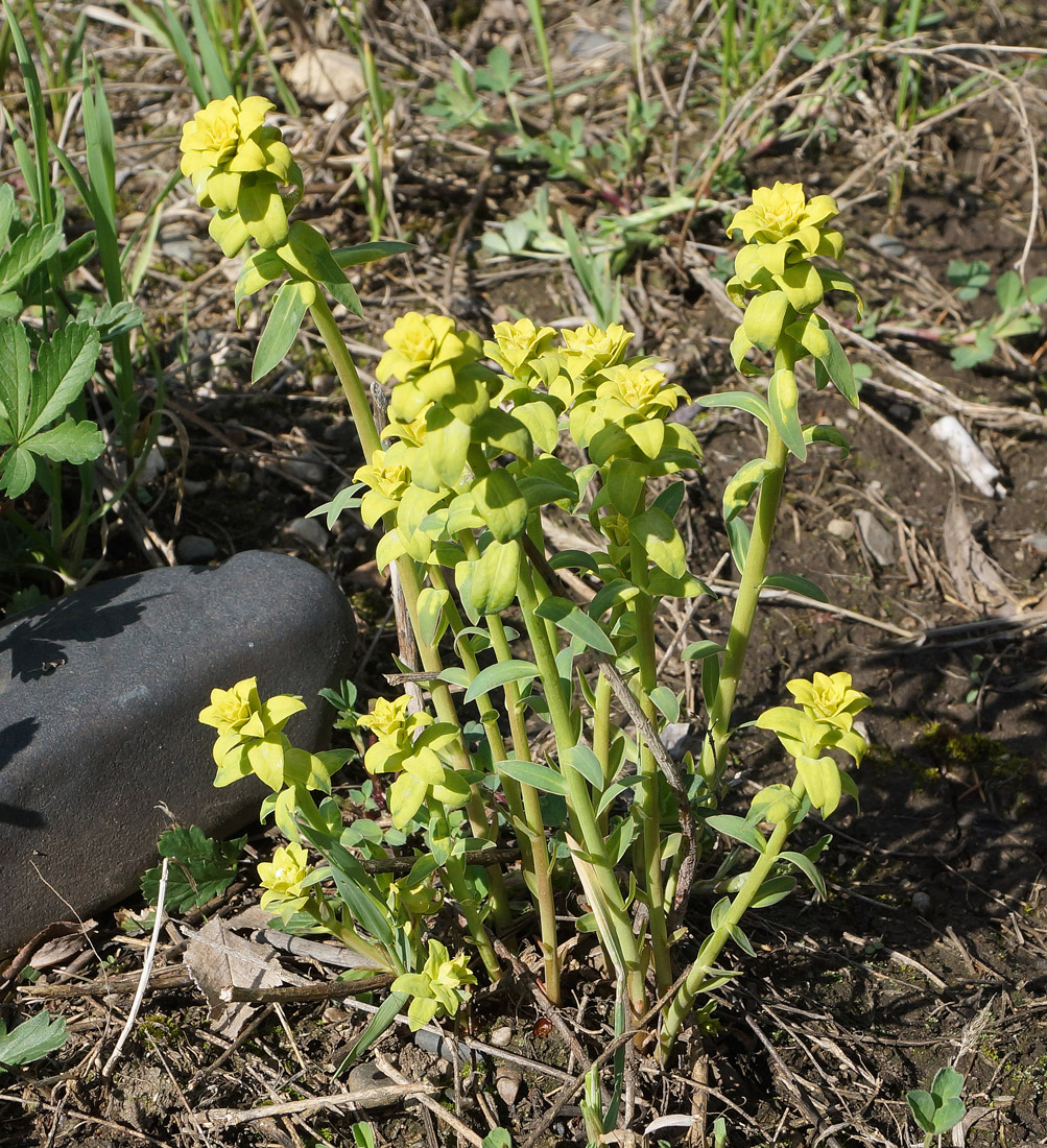 Image of Euphorbia virgata specimen.