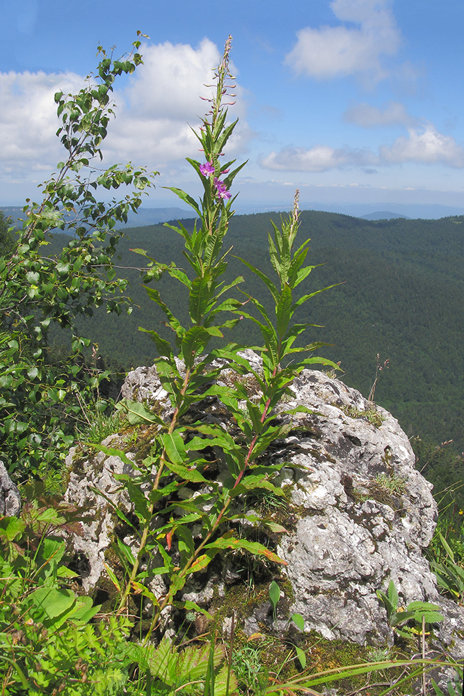 Image of Chamaenerion angustifolium specimen.