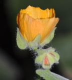 Abutilon theophrasti