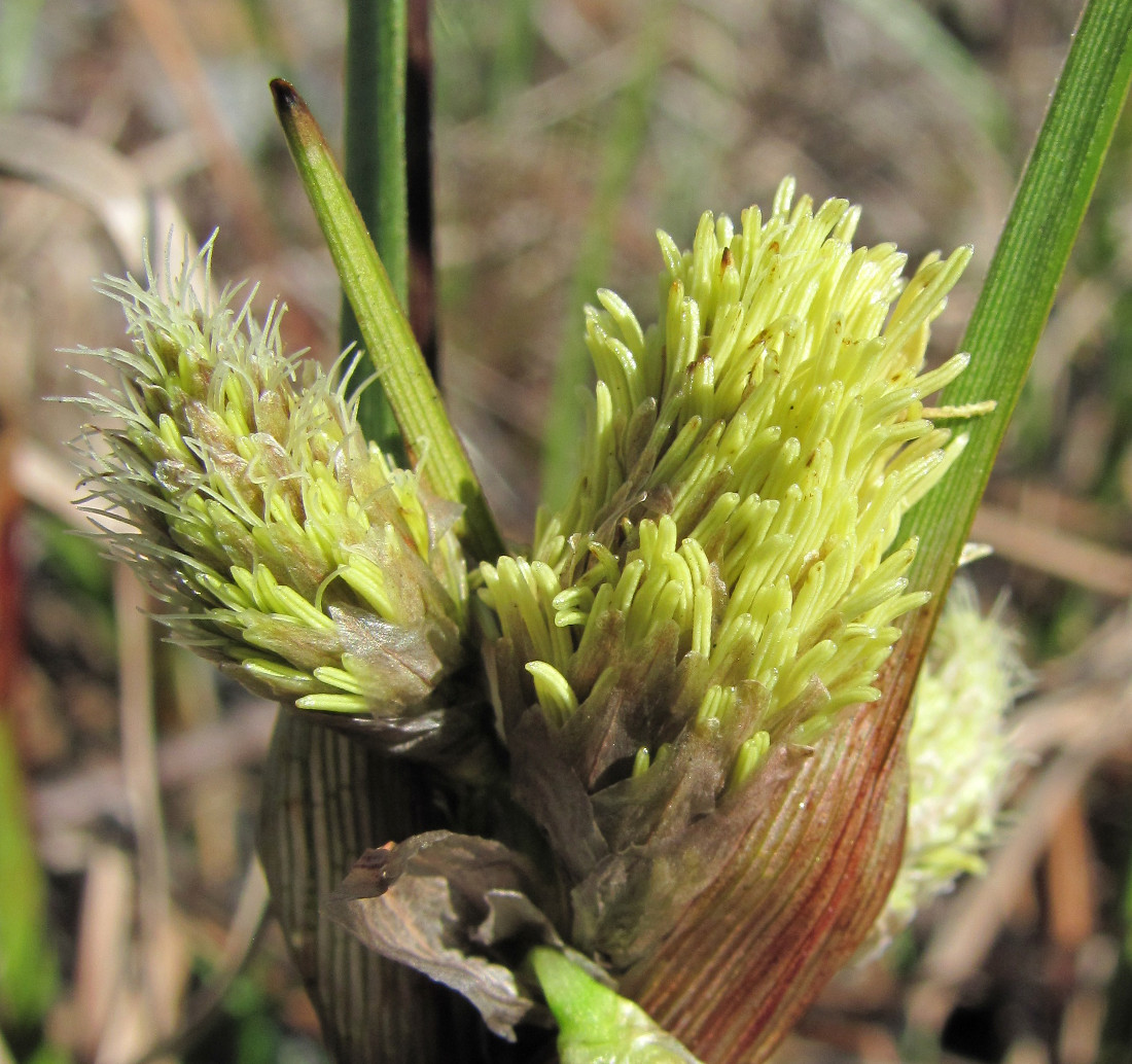 Изображение особи Eriophorum angustifolium.