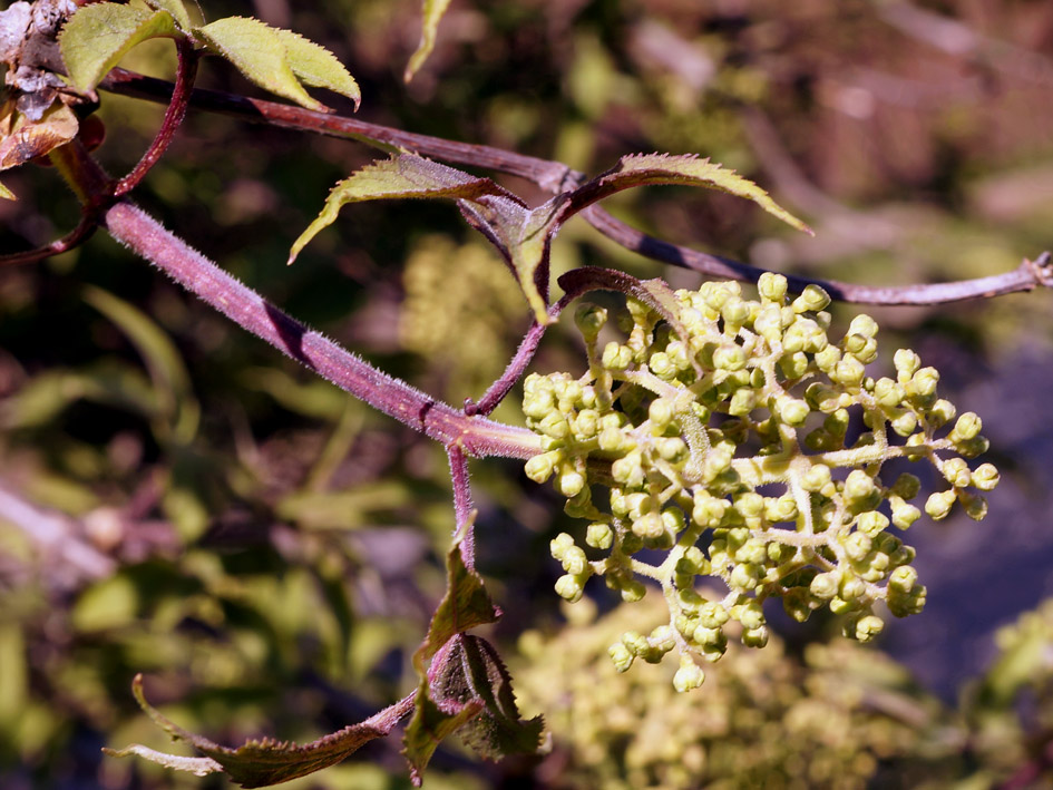 Image of Sambucus racemosa specimen.