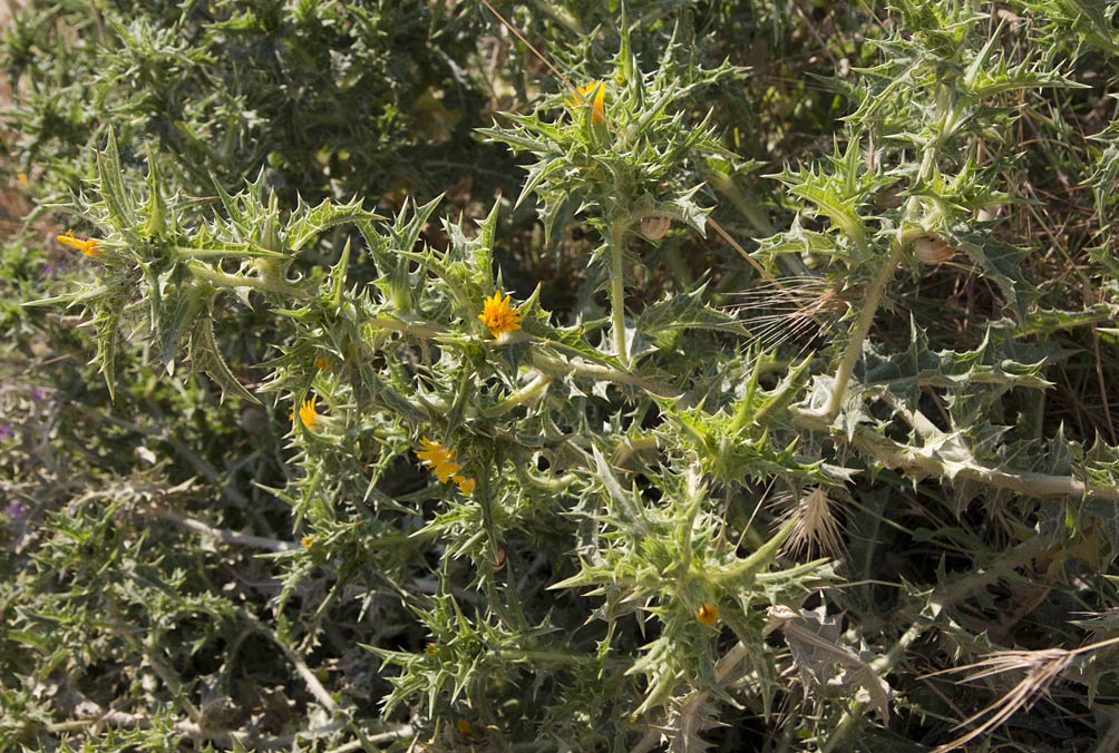 Image of Scolymus hispanicus specimen.