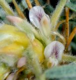 Astragalus arnacanthoides