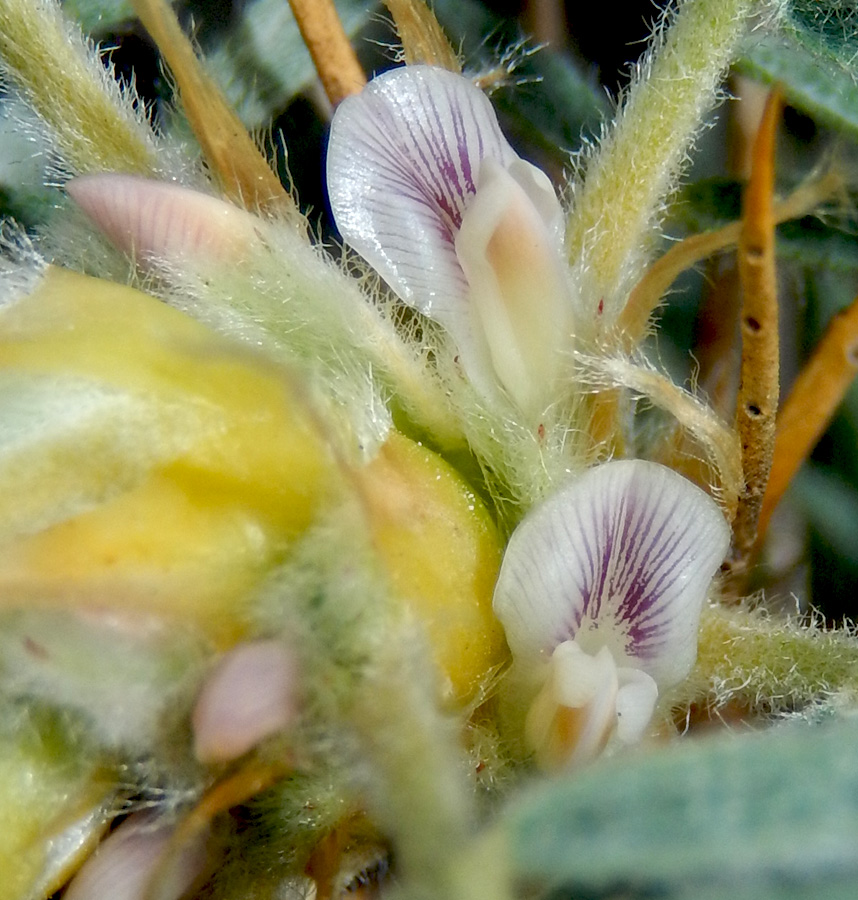 Image of Astragalus arnacanthoides specimen.