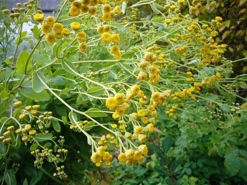 Image of Pyrethrum majus specimen.