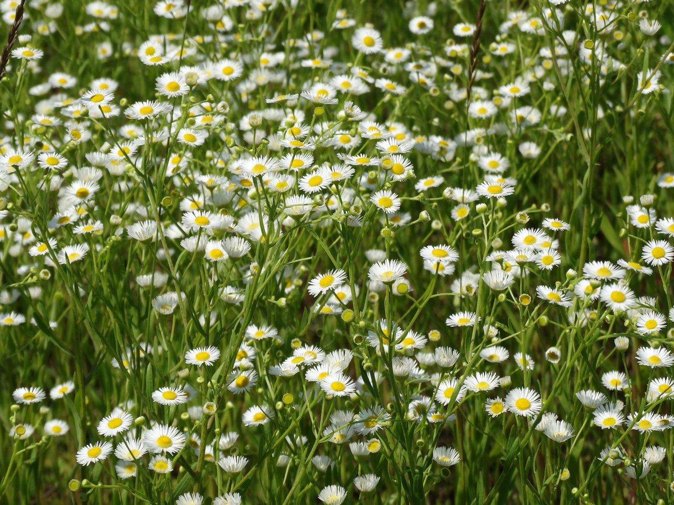 Image of Erigeron annuus specimen.