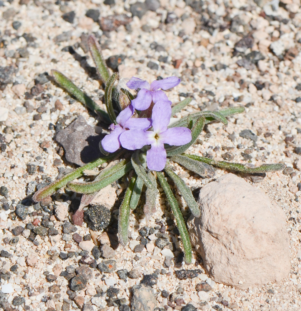 Image of Matthiola fruticulosa var. bolleana specimen.