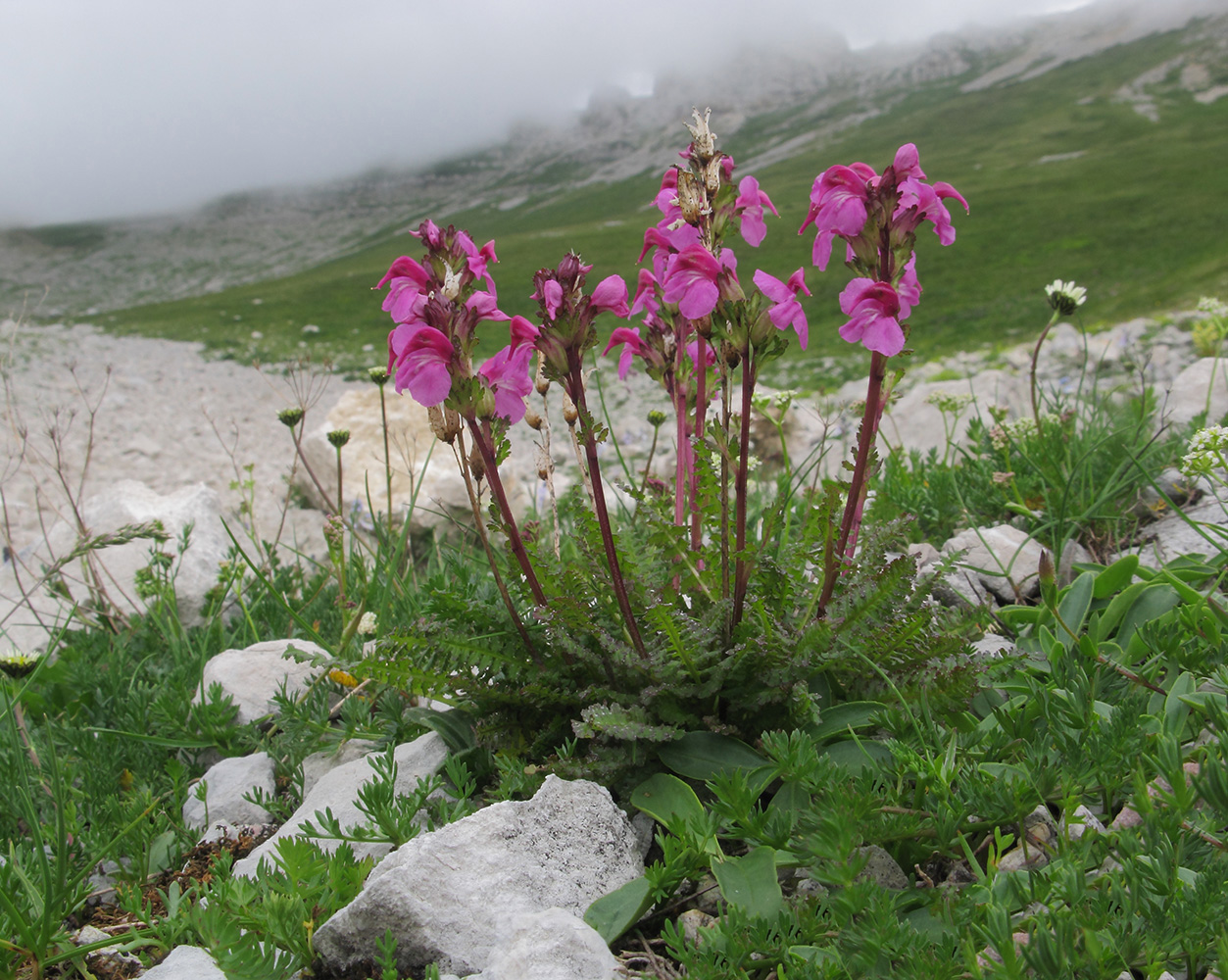 Редкие Растения Дагестана