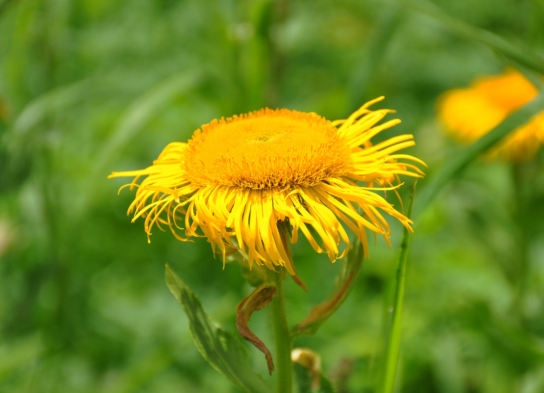 Image of Inula grandiflora specimen.